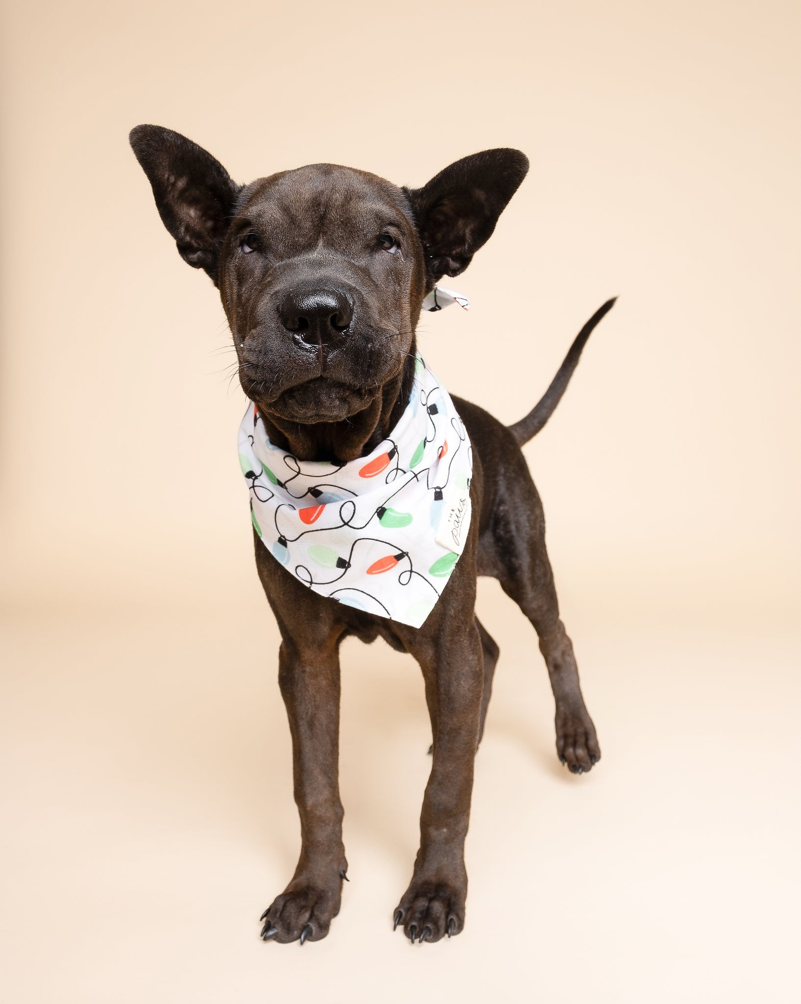 Twinkle Dog Bandana