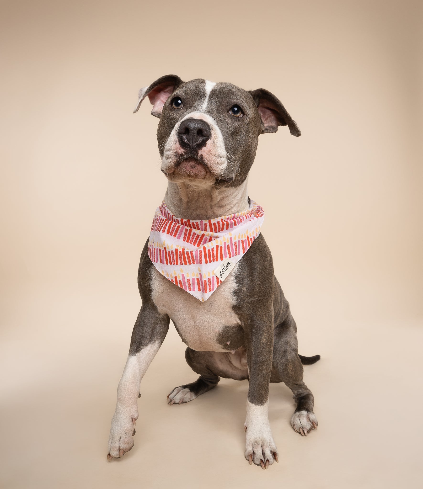 Wish Pink Dog Bandana from The Paws 2