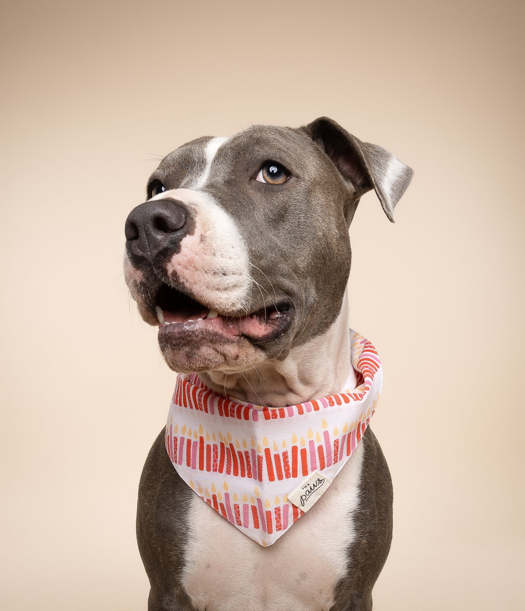 Wish Pink Dog Bandana from The Paws 1