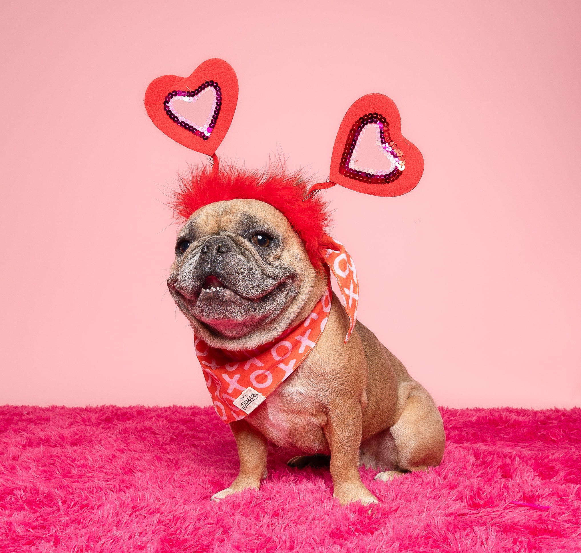 XO Dog Bandana