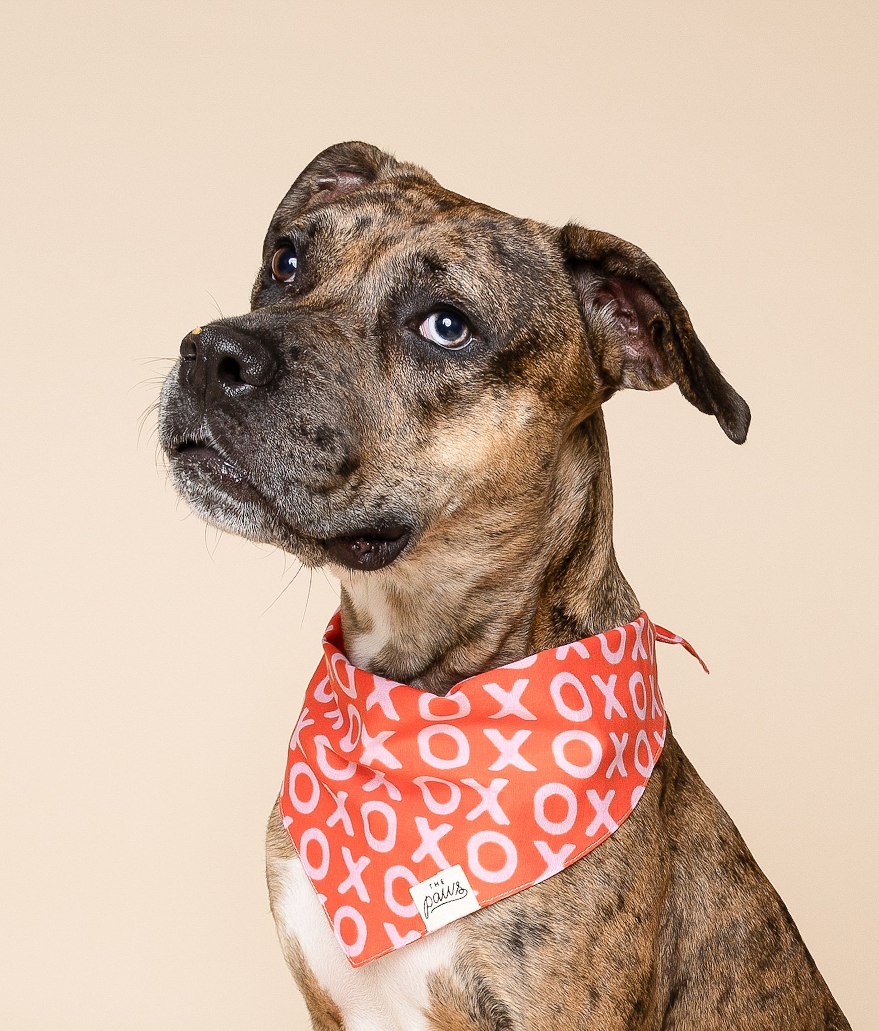 XO Dog Bandana from ThePaws